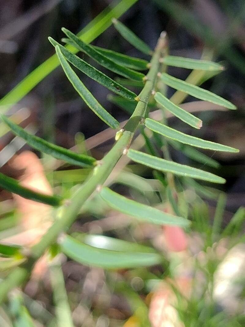 Bossiaea heterophylla — houseplant care guide