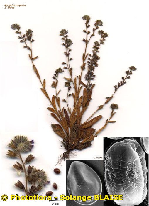 Myosotis congesta — houseplant care guide