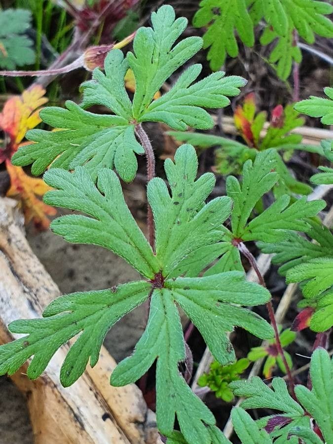 Geranium elamellatum leaf