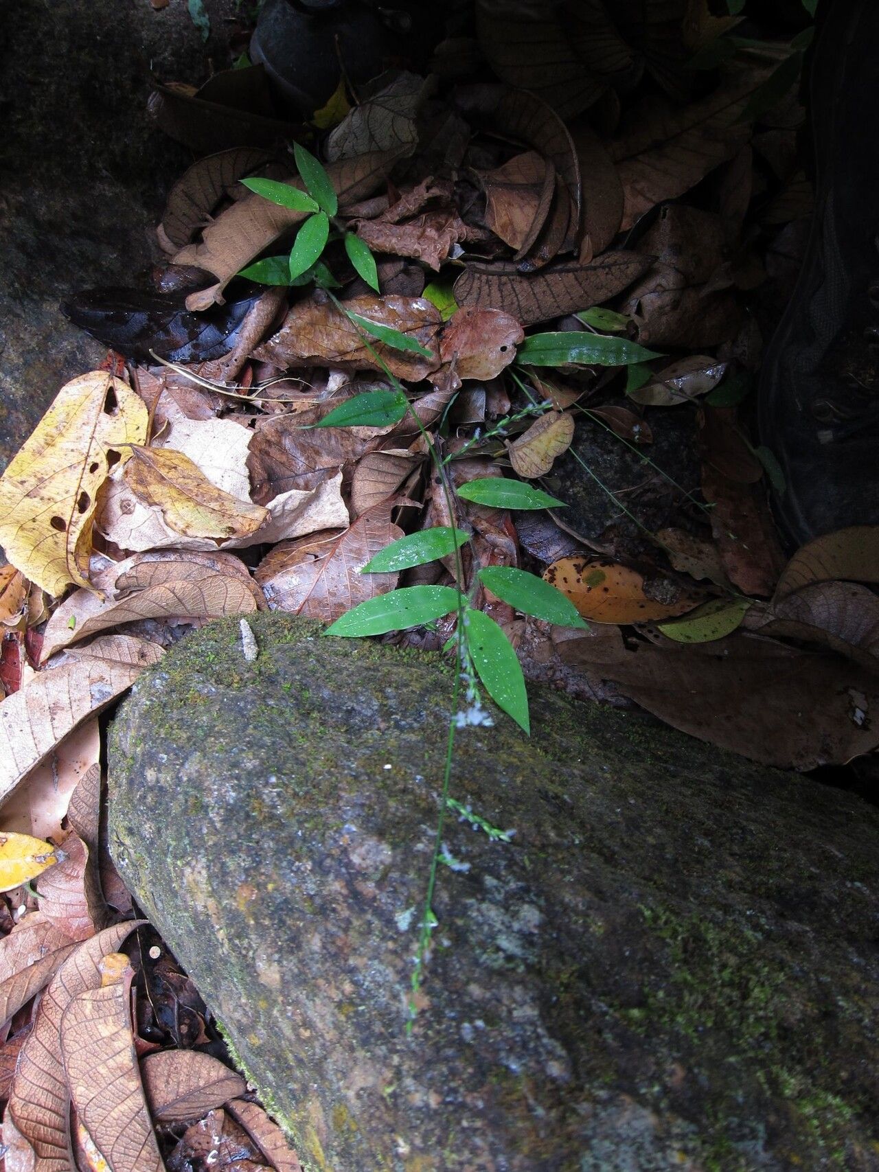 Acroceras boivinii habit