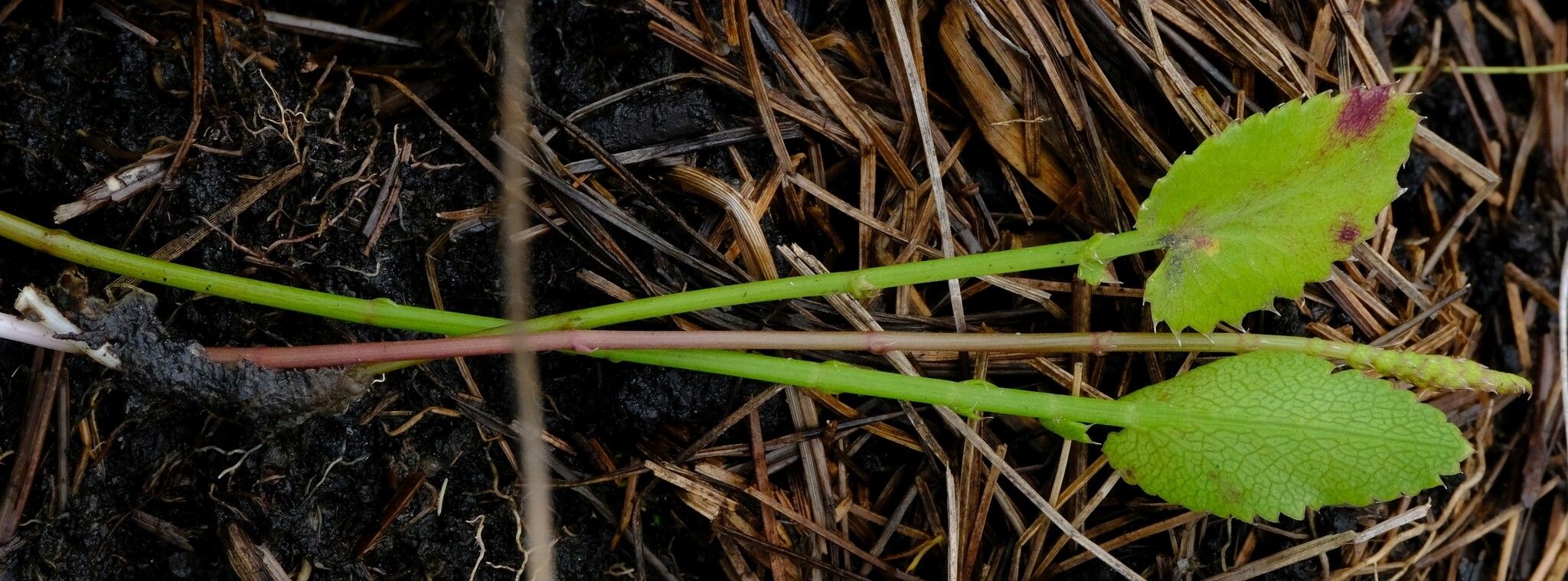 Berula imbricata bark