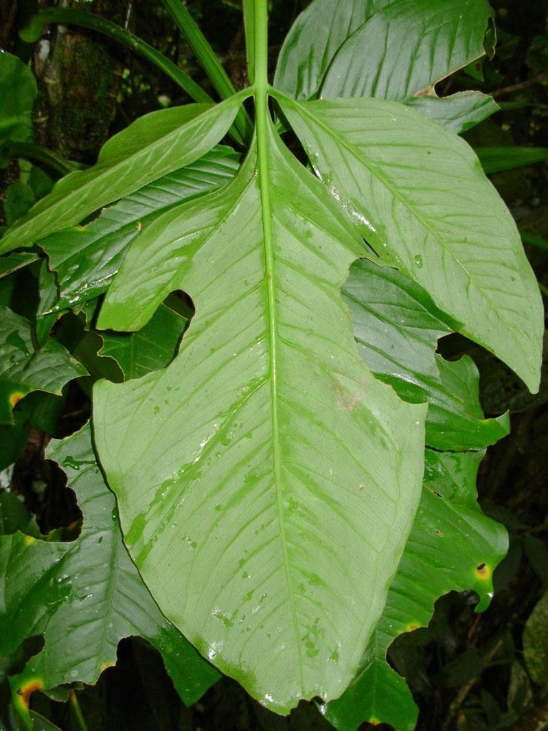 Syngonium standleyanum — houseplant care guide