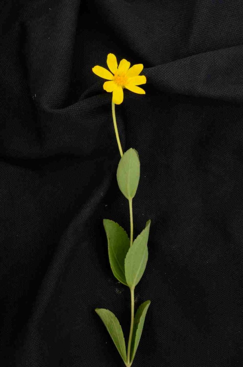 Calea cuneifolia flower