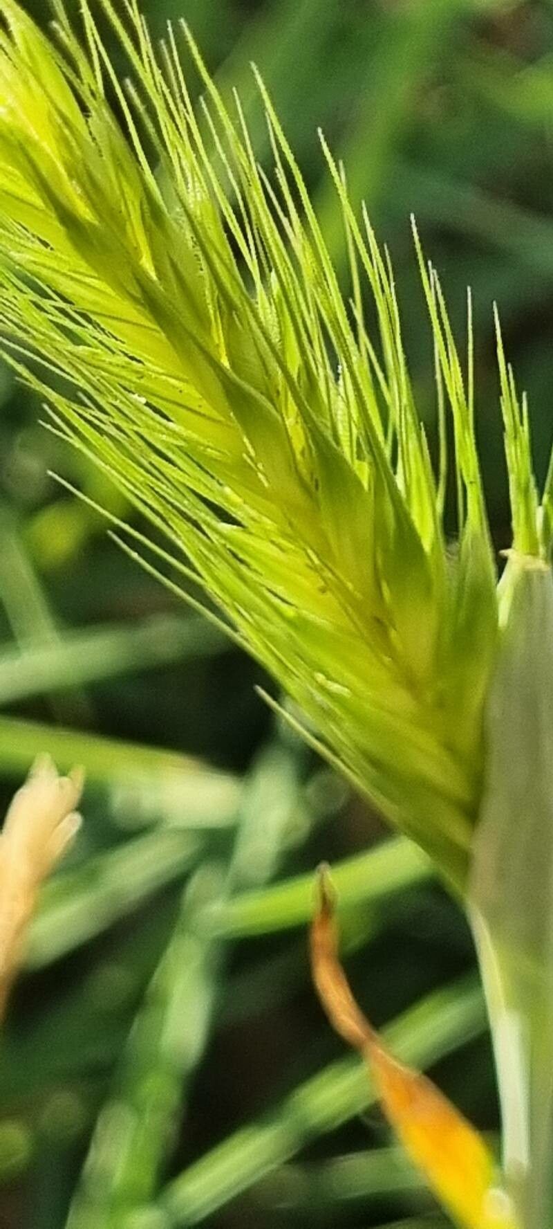 Hordeum pusillum fruit