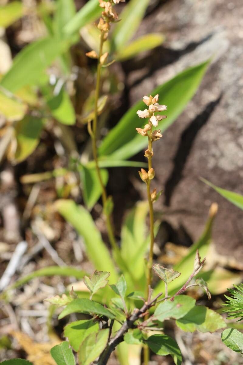 Aletris foliata — related species from the same genus