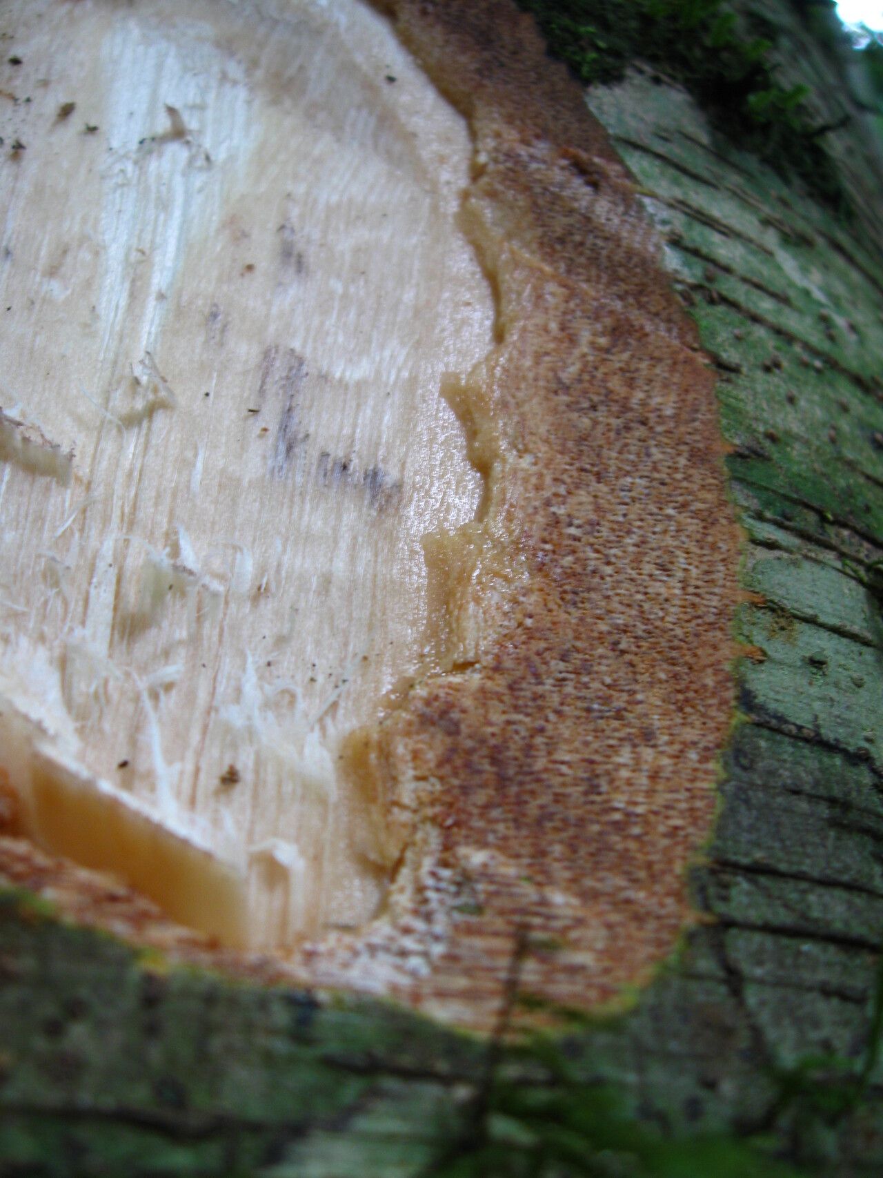 Celtis mauritiana bark