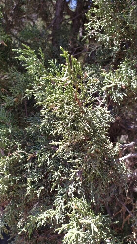Juniperus seravschanica — search result for 'Juniperus'