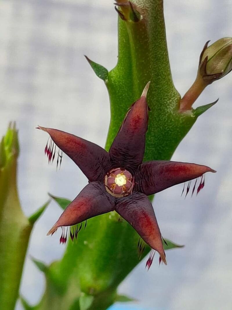 Caralluma adscendens flower