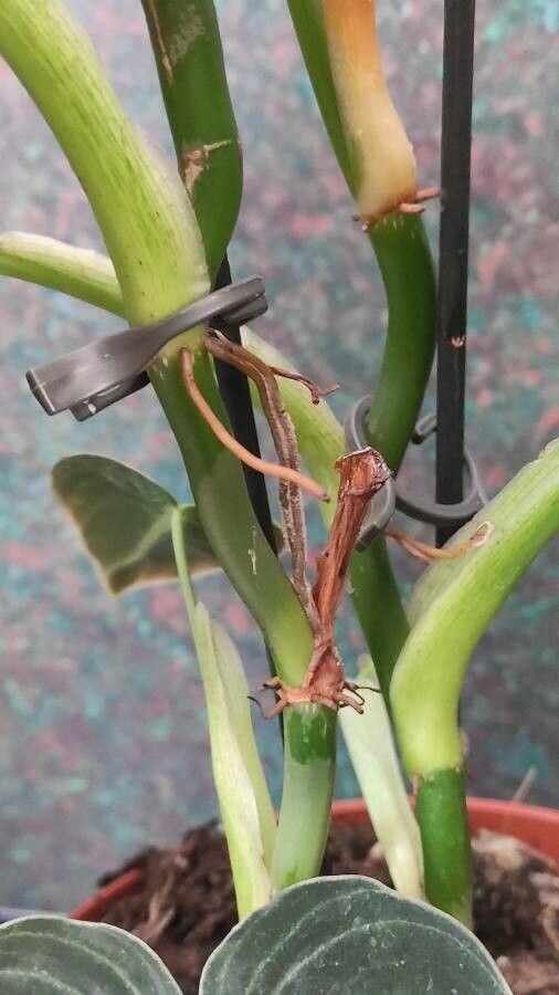 Philodendron melanochrysum bark