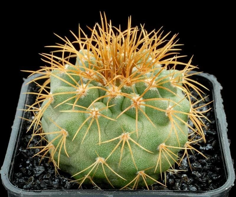 Copiapoa desertorum habit