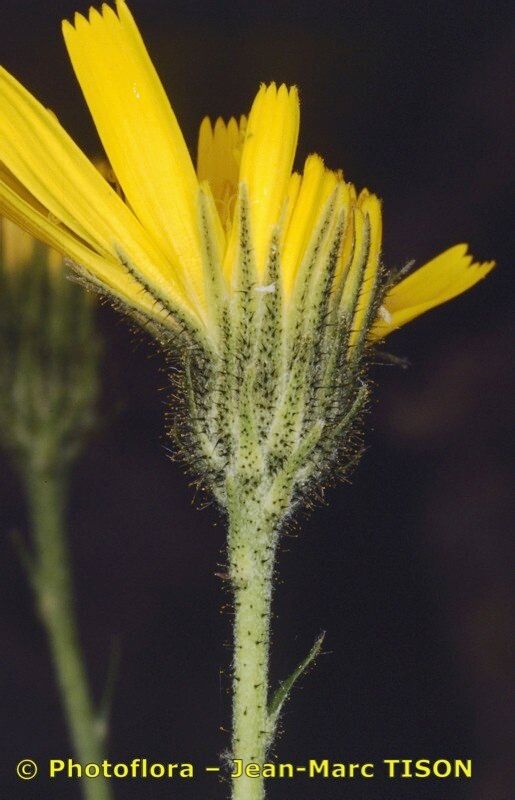 Hieracium ardissonei — related species from the same genus