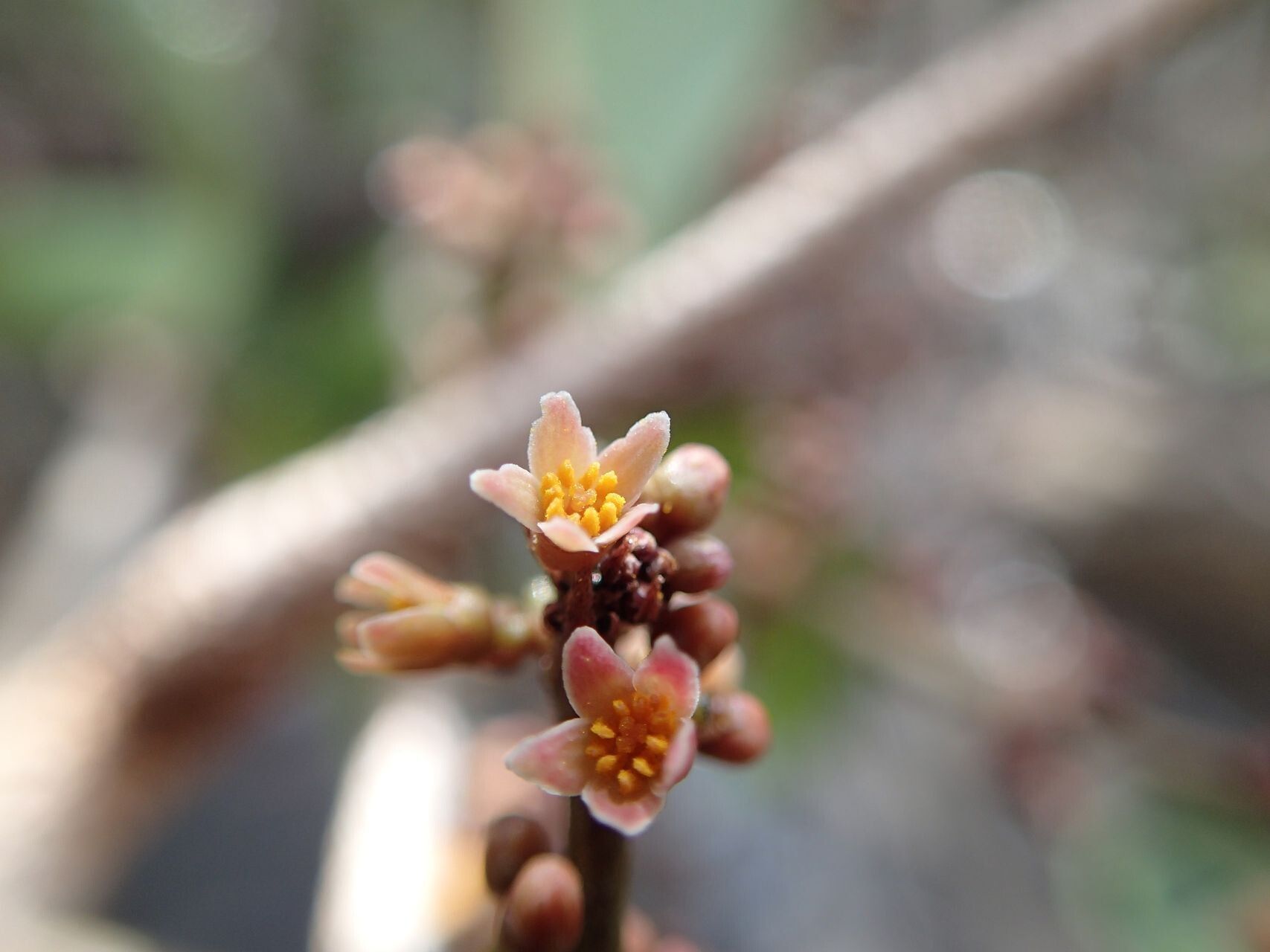 Euroschinus jaffrei flower