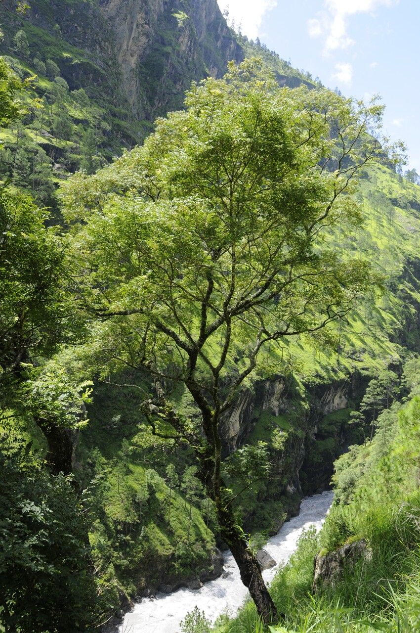 Dalbergia pinnata — houseplant care guide