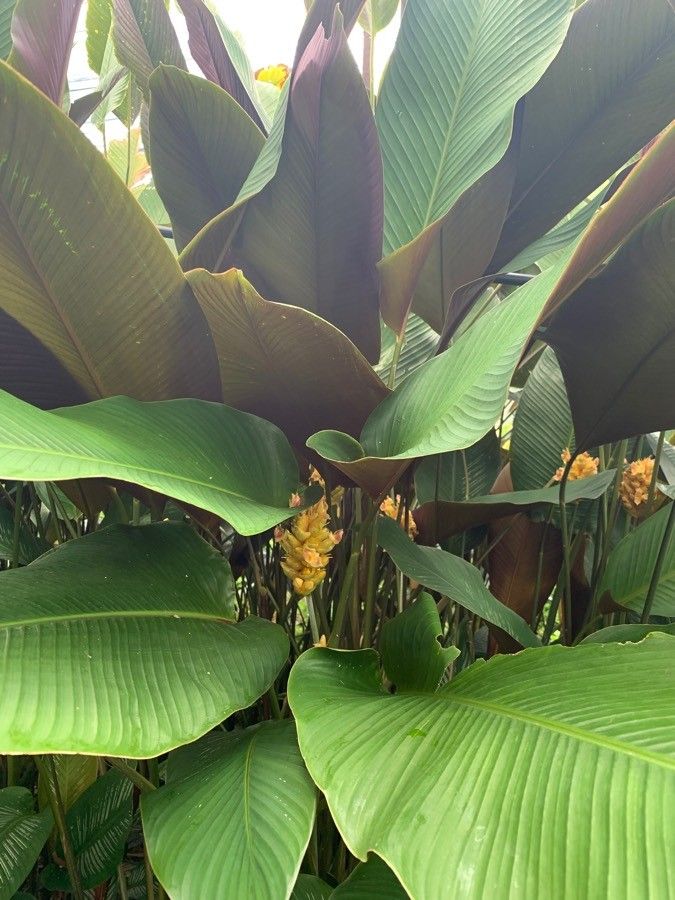 Calathea ornata flower