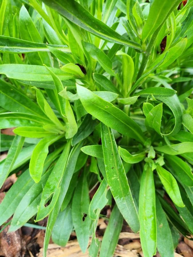 Helichrysum bracteatum
