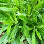 Xerochrysum bracteatum