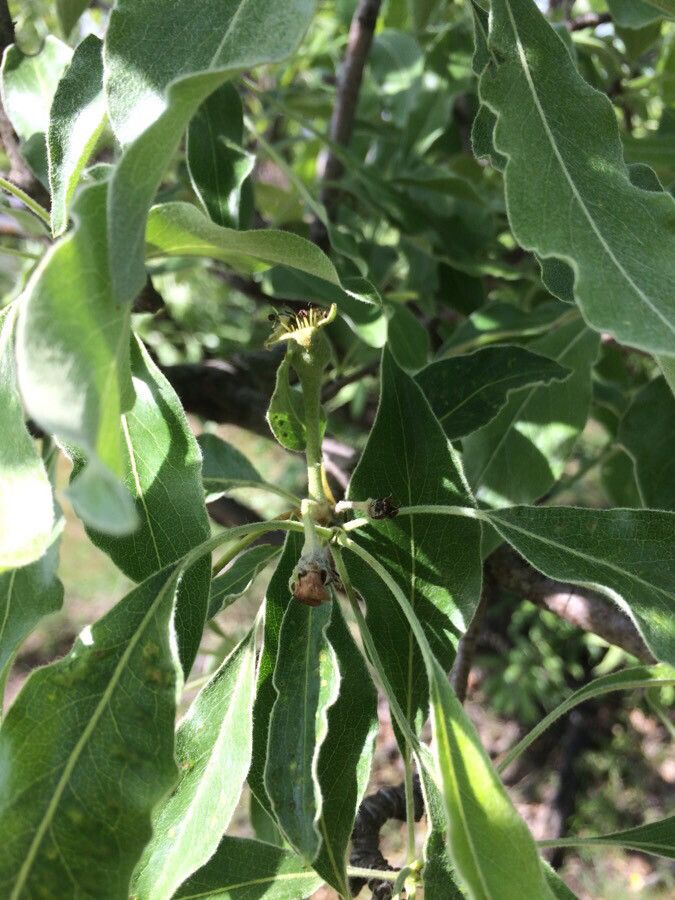 Pyrus caucasica leaf