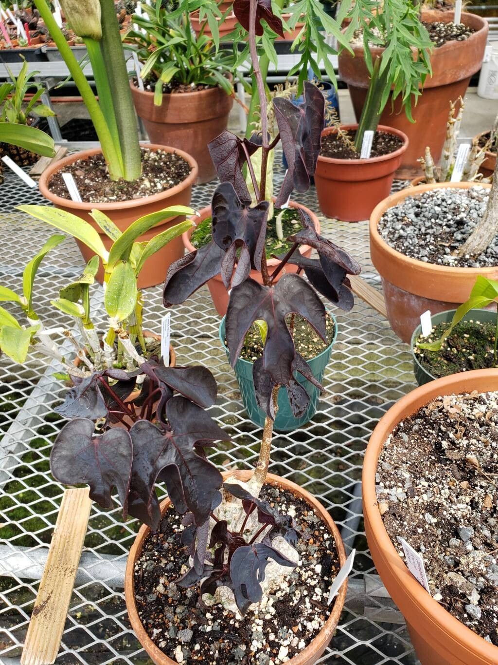 Adenia firingalavensis habit