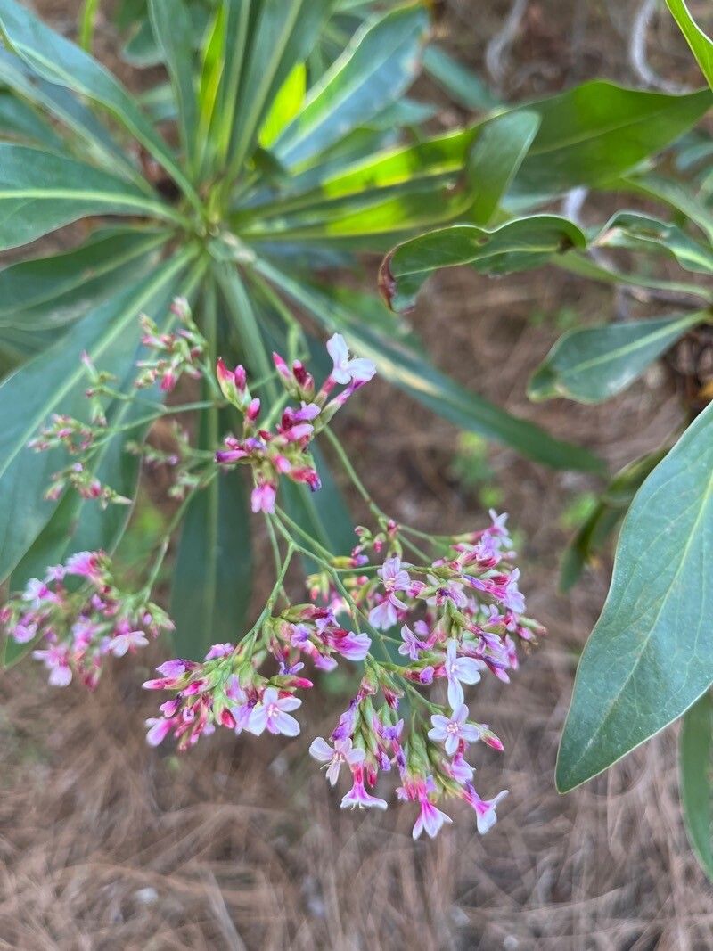 Limonium dendroides flower