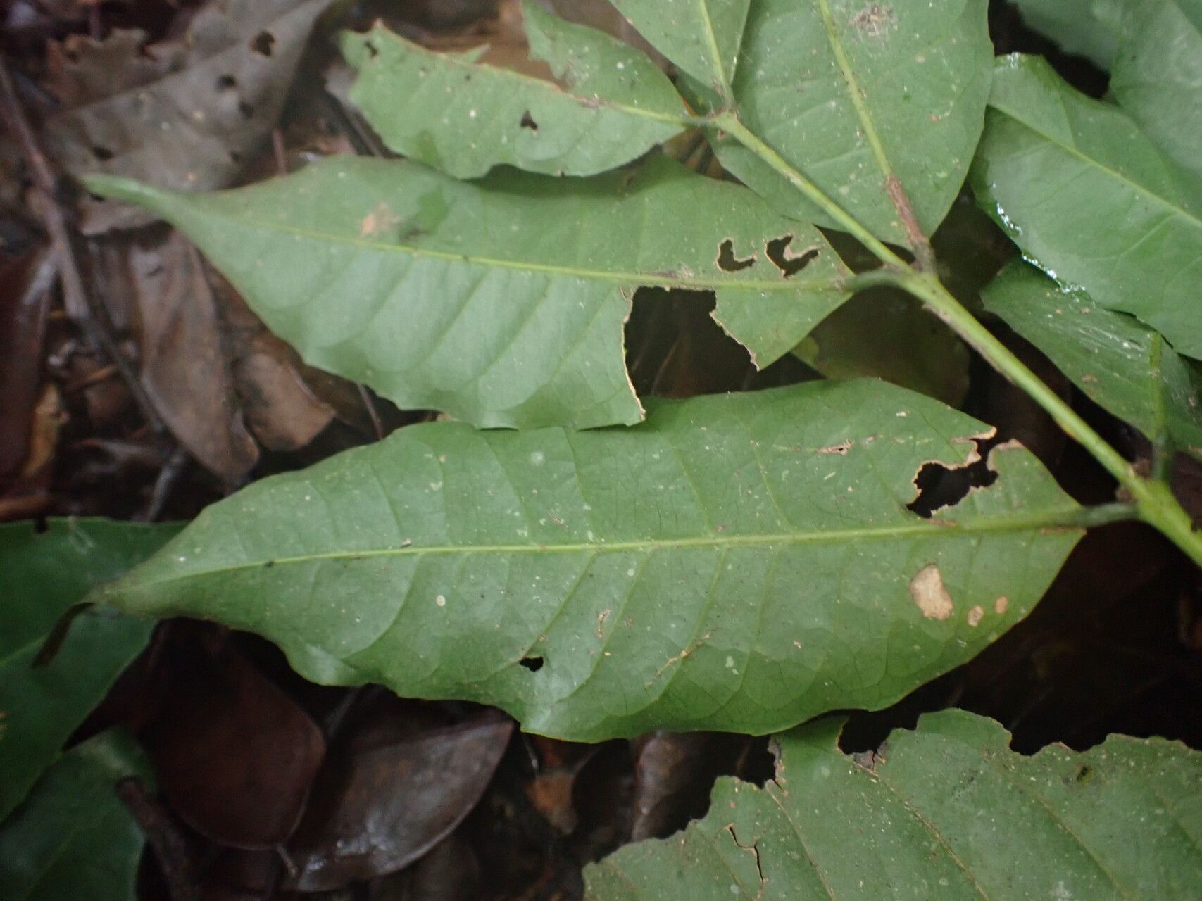 Salacia pallescens — houseplant care guide