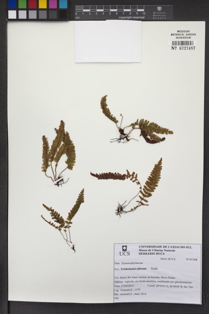 Trichomanes pilosum — houseplant care guide