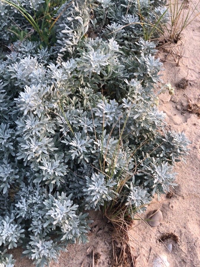 Artemisia stelleriana leaf