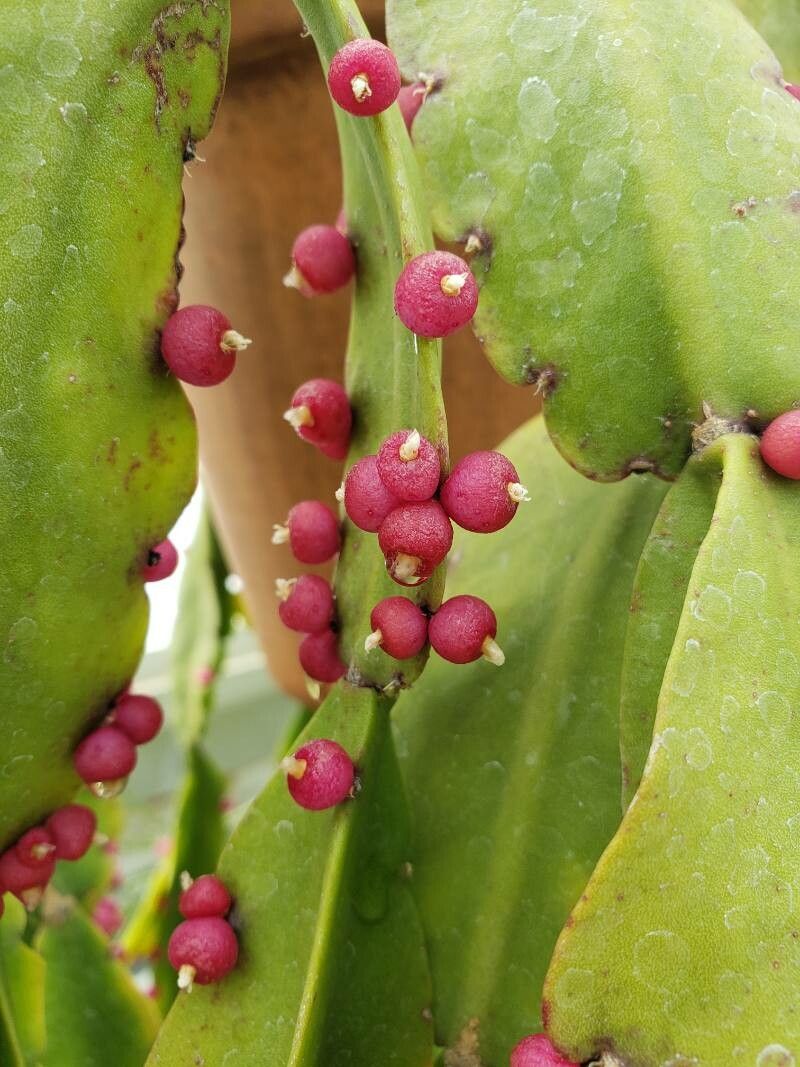 Rhipsalis russellii fruit