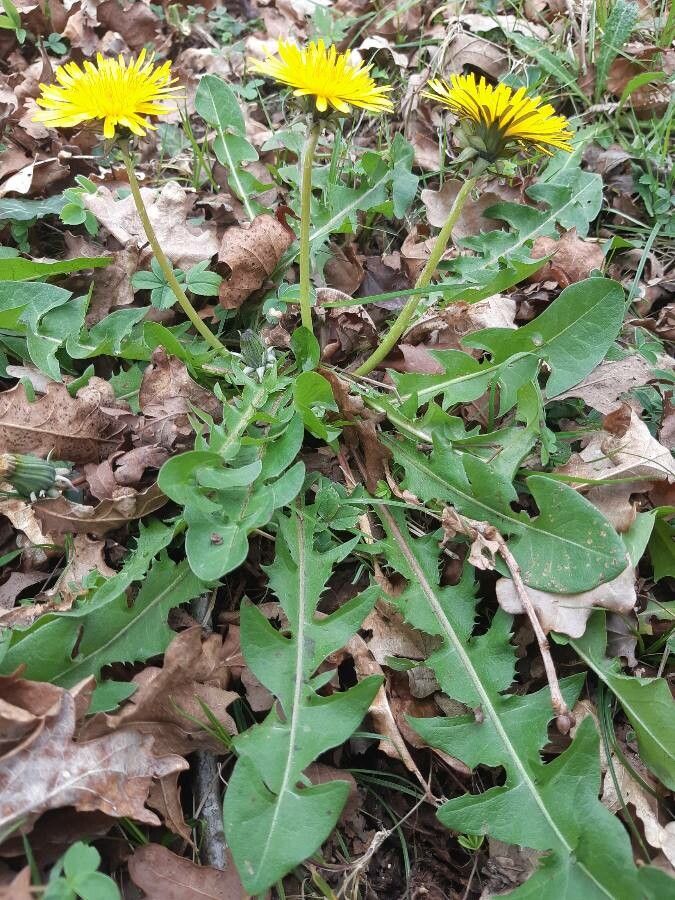 Taraxacum mediterraneum habit