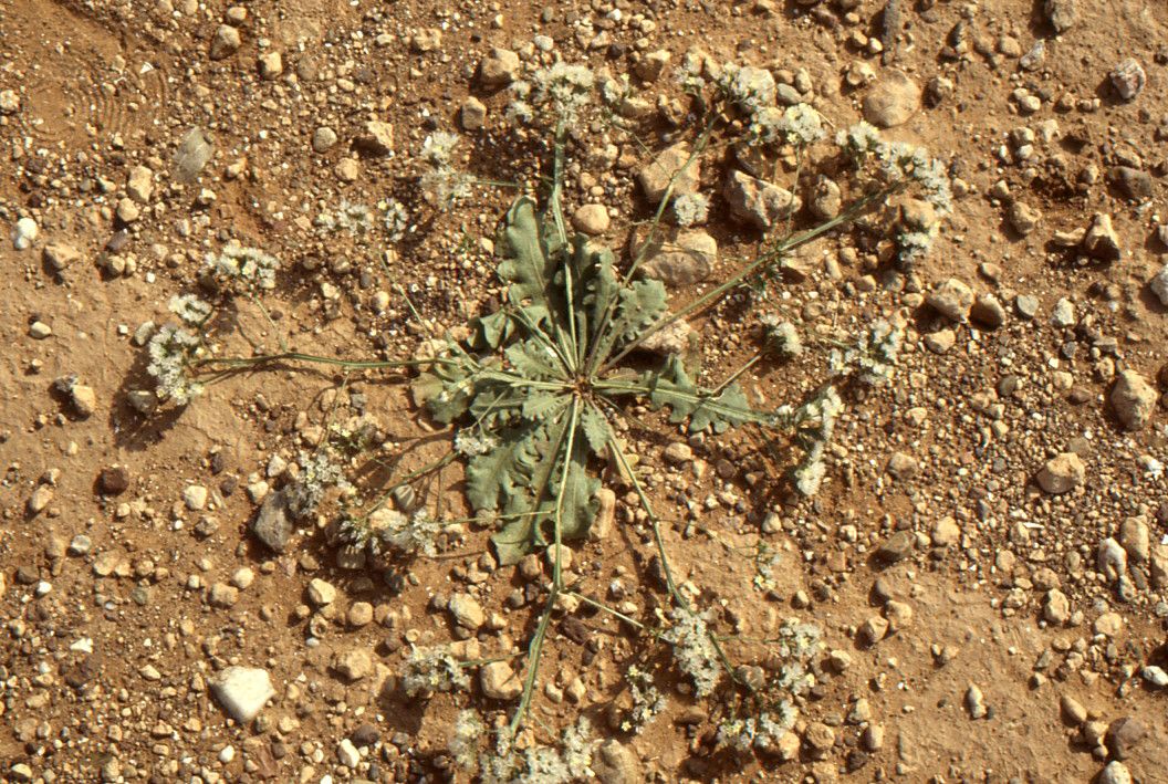 Limonium bonduellei habit