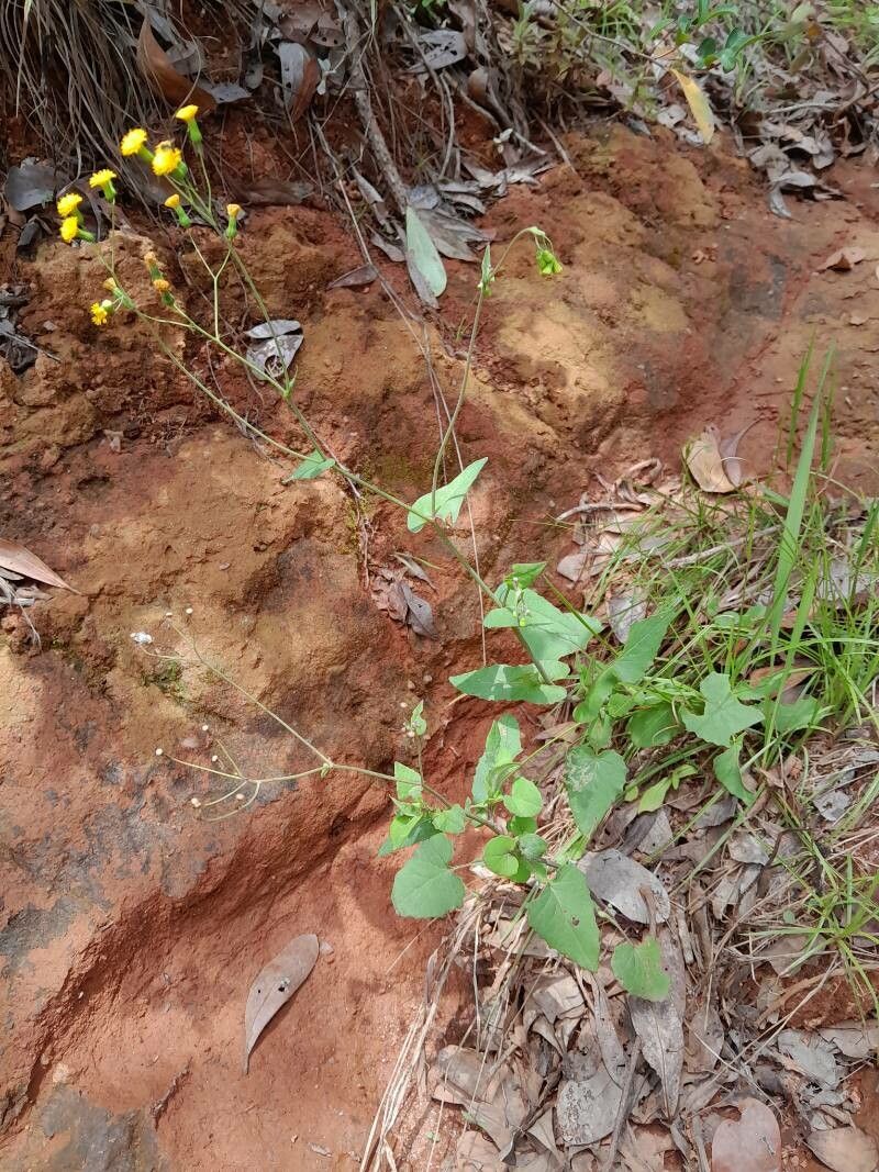 Emilia graminea habit