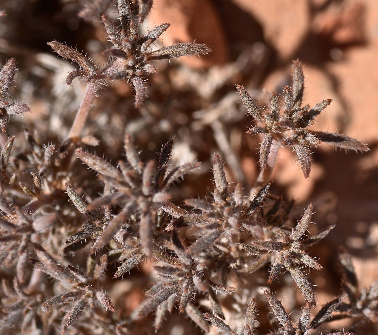 Tiquilia latior — related species from the same genus