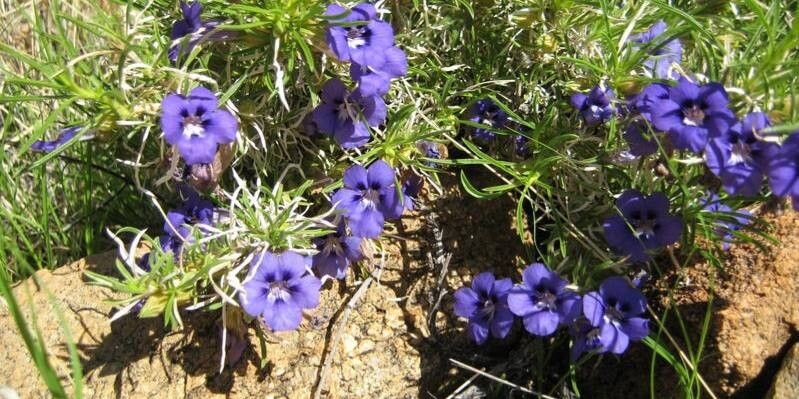 Aptosimum procumbens — houseplant care guide