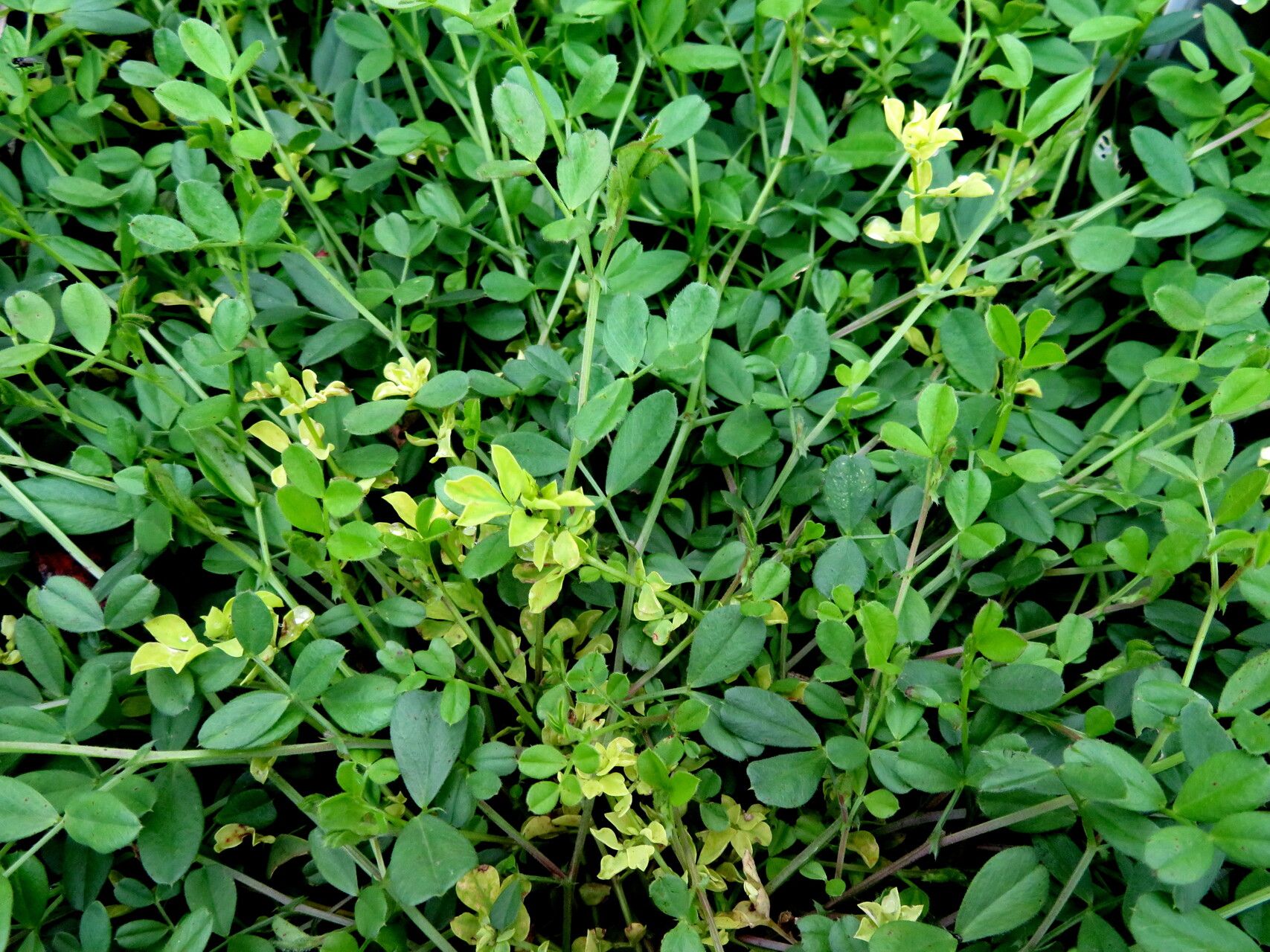 Lotus japonicus habit