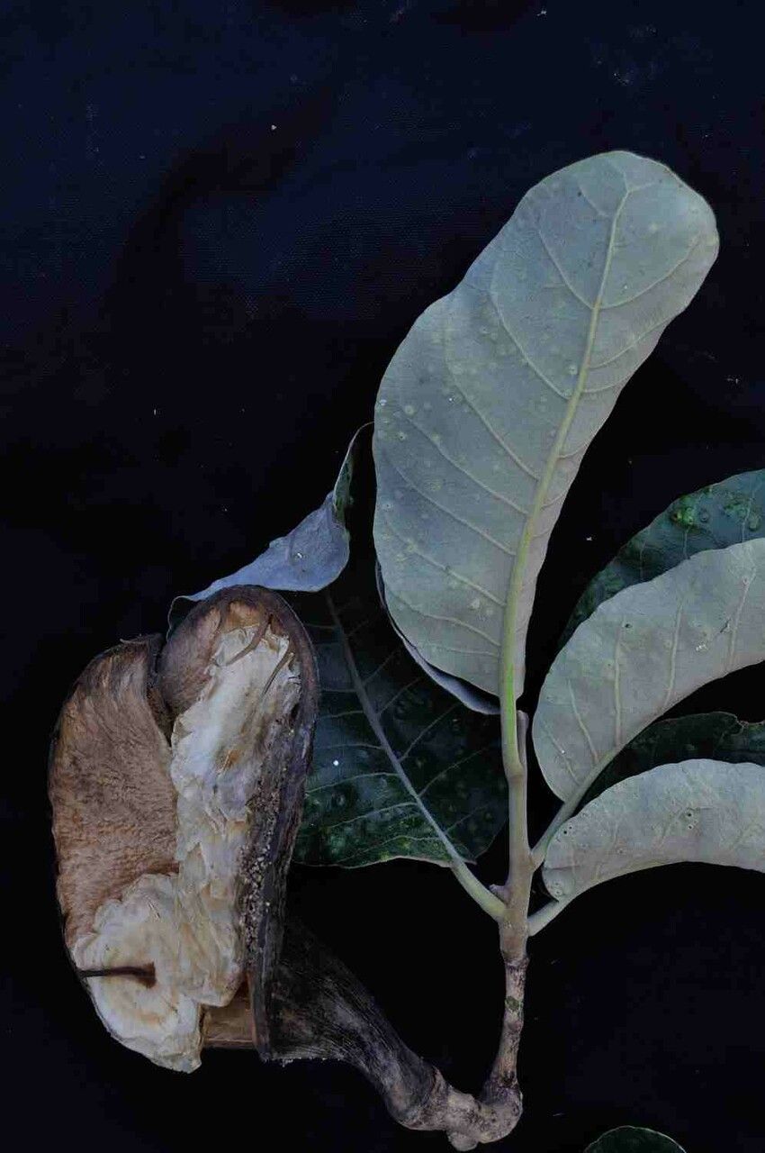 Aspidosperma macrocarpon bark