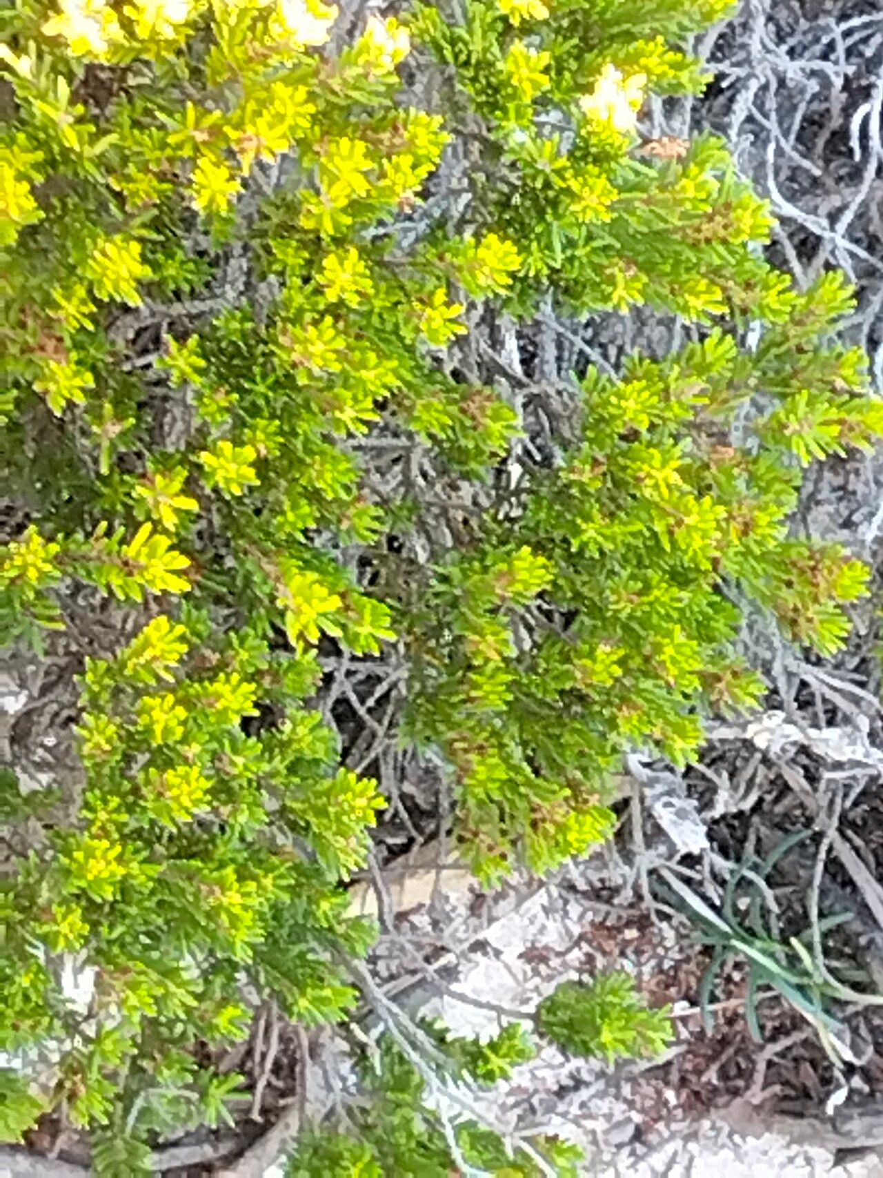 Erica coarctata — search result for 'Erica'