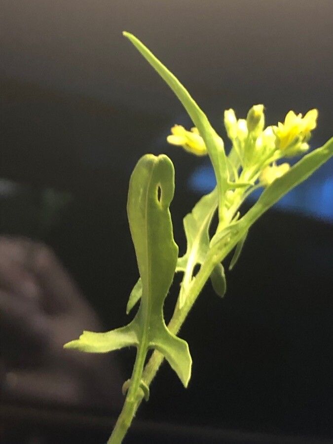 Sisymbrium runcinatum — search result for 'Sisymbrium'