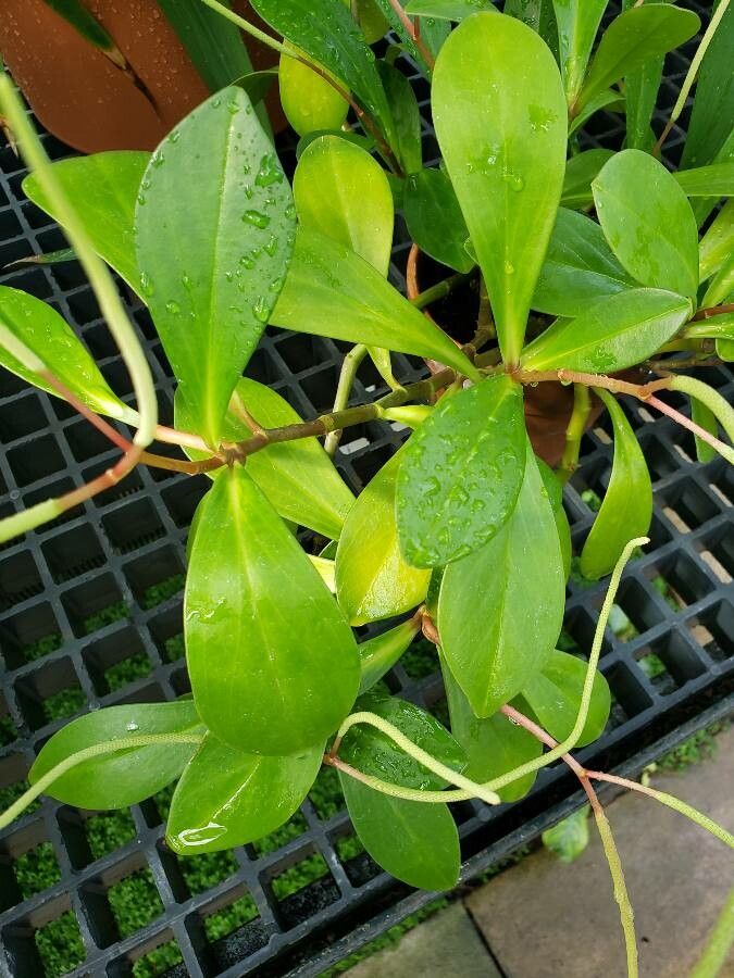 Peperomia amplexicaulis — search result for 'Peperomia'