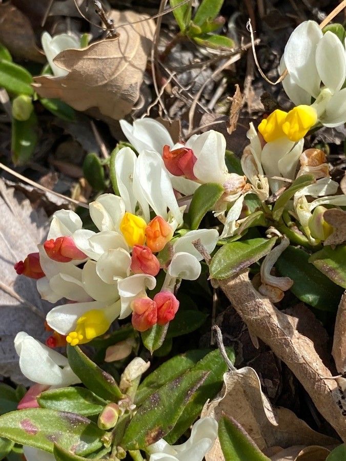 Polygala chamaebuxus flower