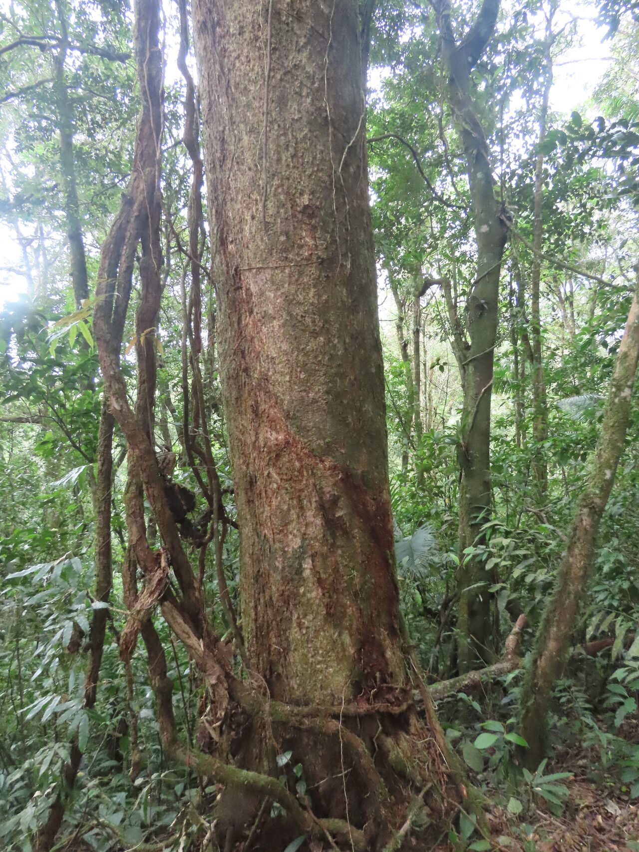 Abarema idiopoda habit