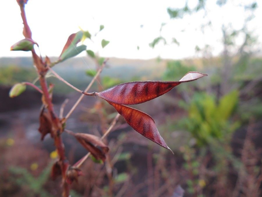 Chamaecrista diphylla fruit