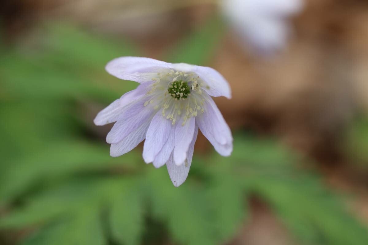 Anemonoides pseudoaltaica — search result for 'Anemonoides'