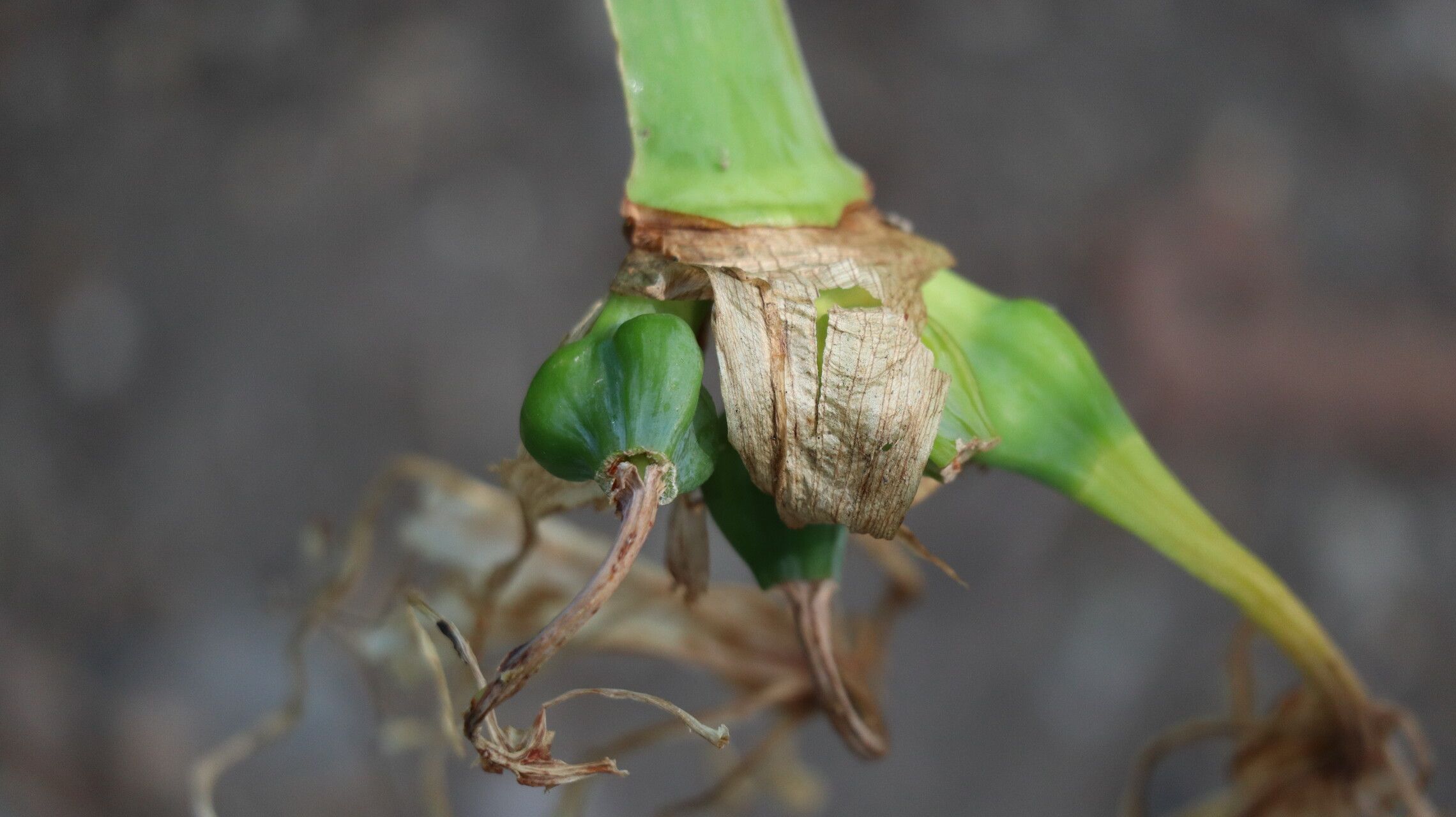 Crinum × powellii fruit