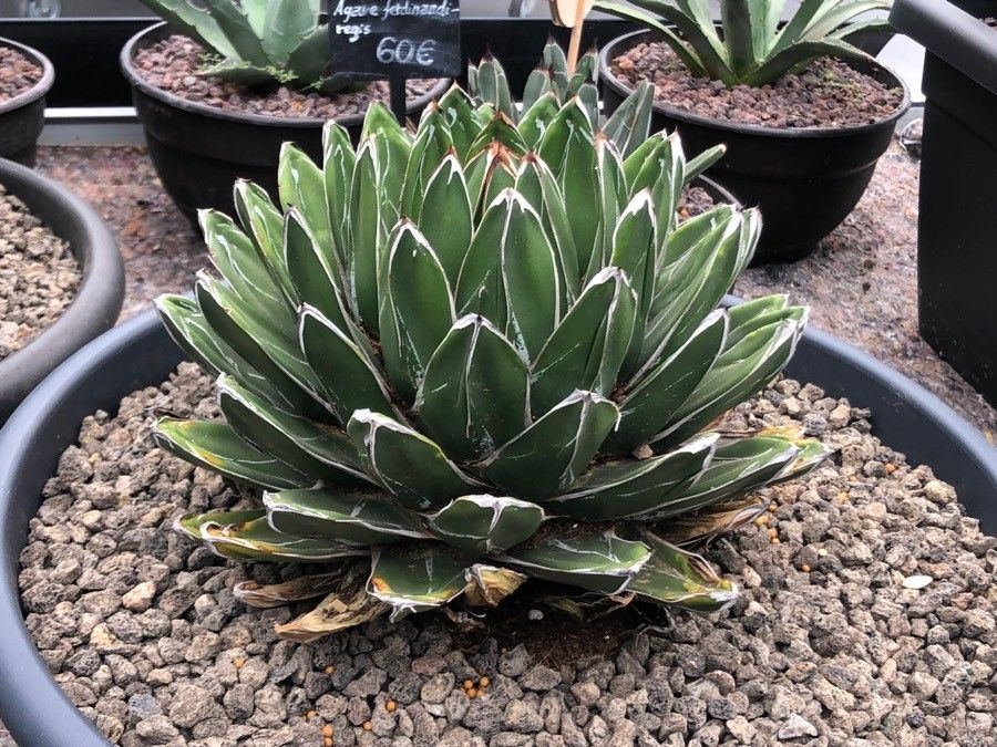 Agave havardiana leaf