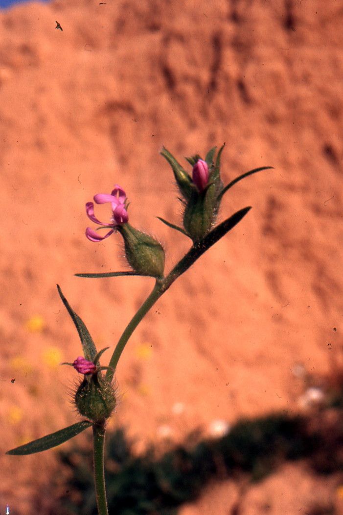 Silene tridentata other