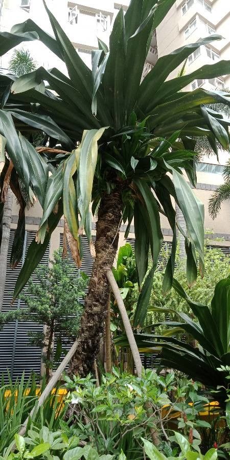 Pandanus dubius bark