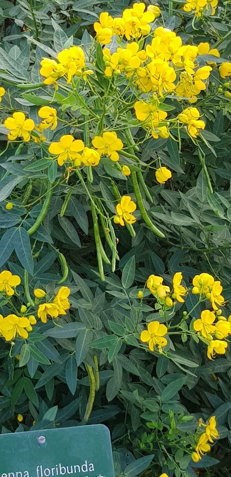 Senna floribunda fruit