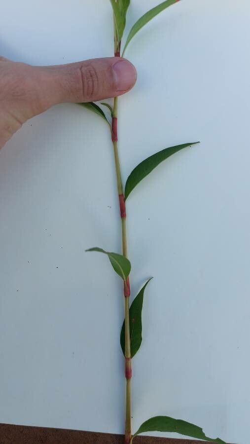 Persicaria punctata leaf