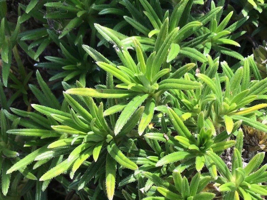 Lithodora zahnii — related species from the same genus