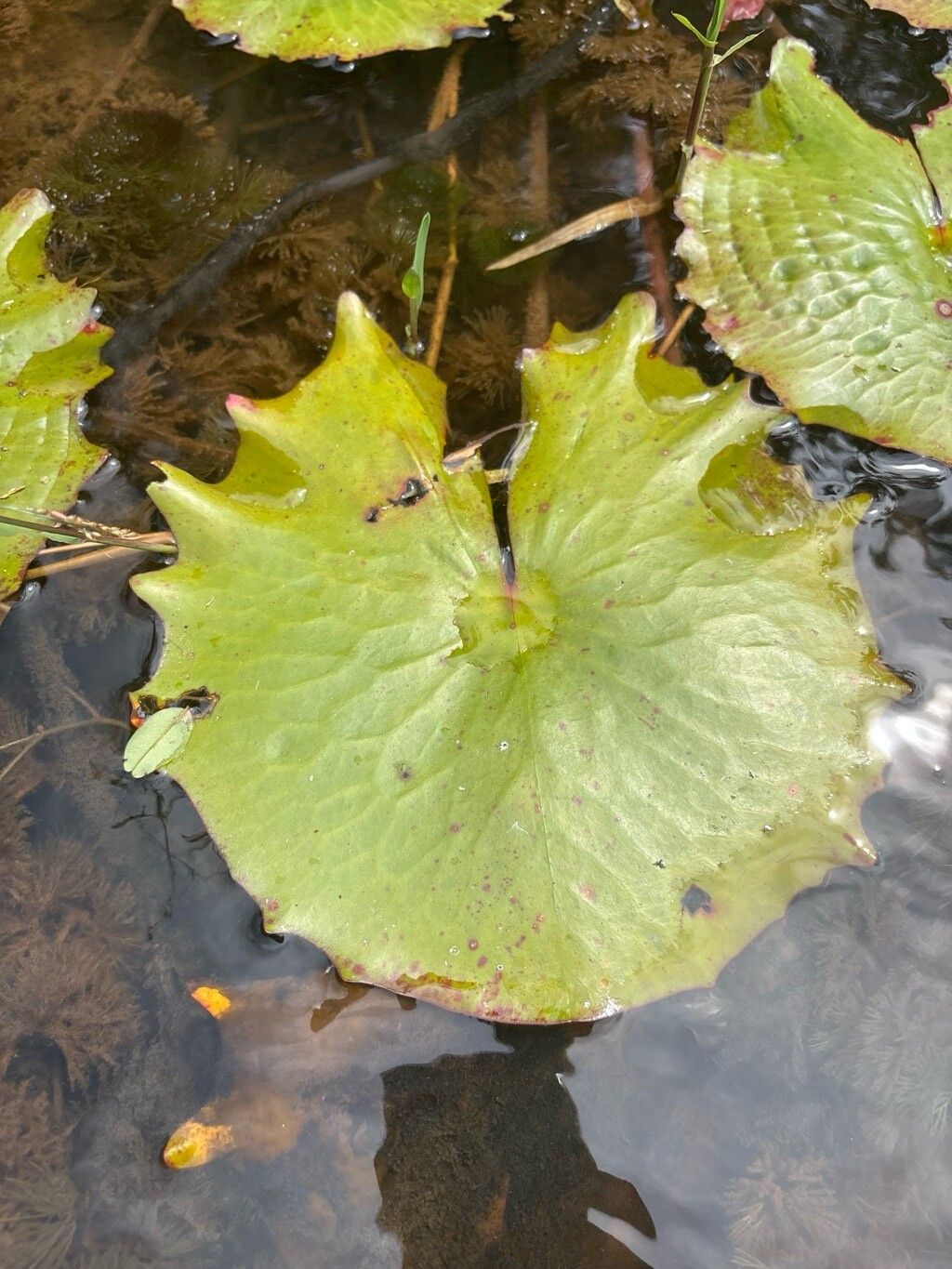 Nymphaea rudgeana — search result for 'Nymphaea'