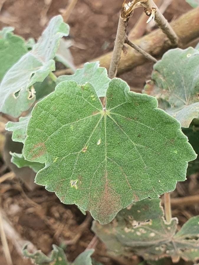 Abutilon grandiflorum leaf